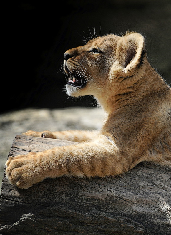 Tiere D30_9765 Kopie.jpg   26.04.jpg - Zoo Wuppertal